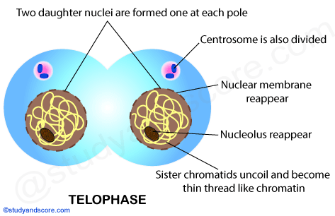 Mitosis,